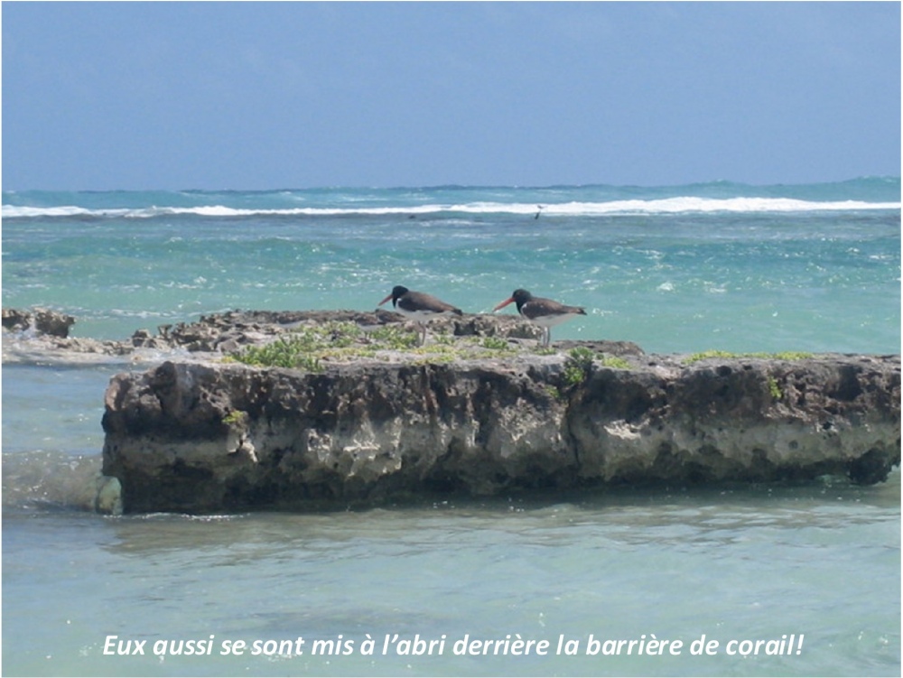 Eux aussi se sont mis ?abri derri? la barri? de corail!